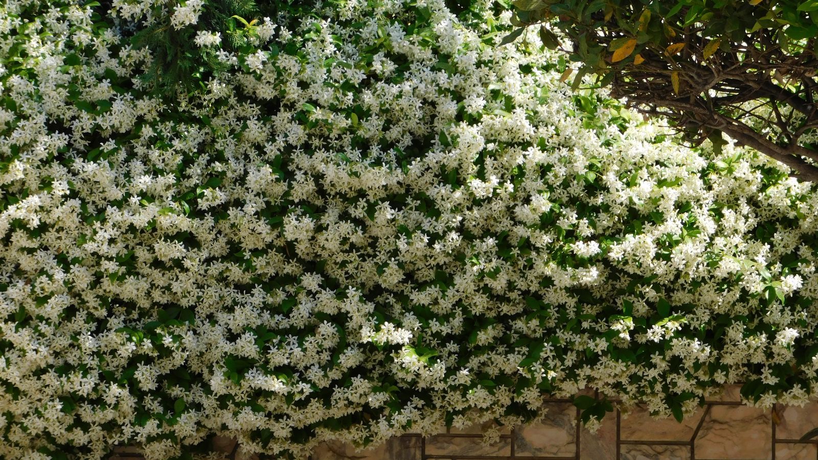 A shot of a wall with a large composition of blooming white flowers in a well lit area