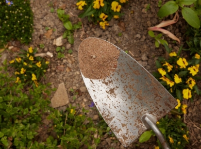 A shot of an blood meal fertilizer on the tip of a small shovel