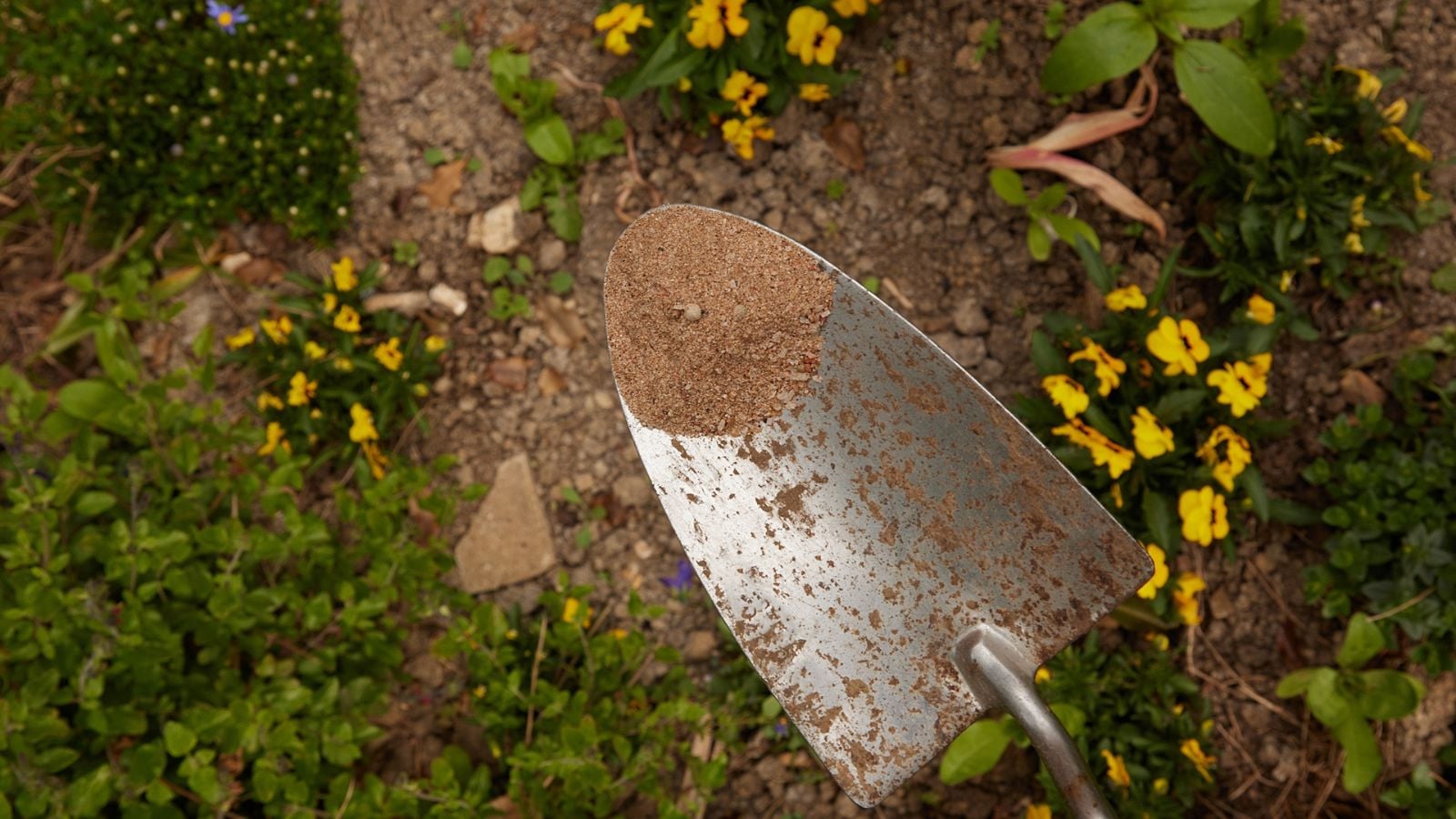 A shot of an blood meal fertilizer on the tip of a small shovel