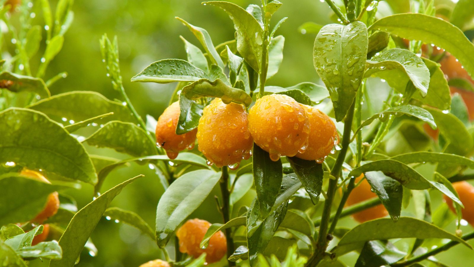 A shot of round fruits and green leaves covered in droplets of water in a well lti area