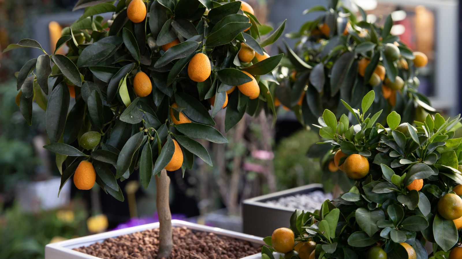 A shot of several developing fruit-bearing plants in containers