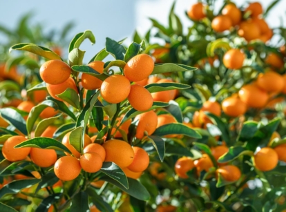 A shot of several developing yellow-orang fruits and green leaves of the kumquat tree
