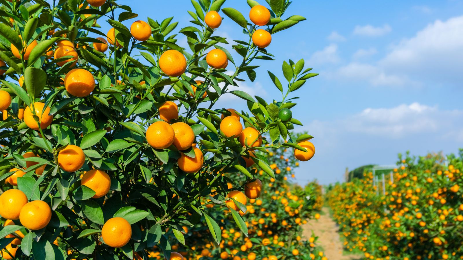 A shot of several rows of developing fruit-bearing plants in a well lit area outdoors
