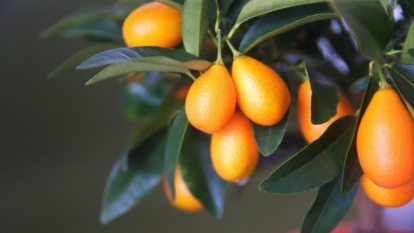 A shot of several yellow-orange colored fruits and dark green leaves of a fruit-bearing plant