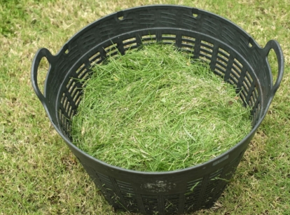 An overhead and close-up shot of a black colored basket filled with freshly cut grass clippings, situated in a well lit area outdoors