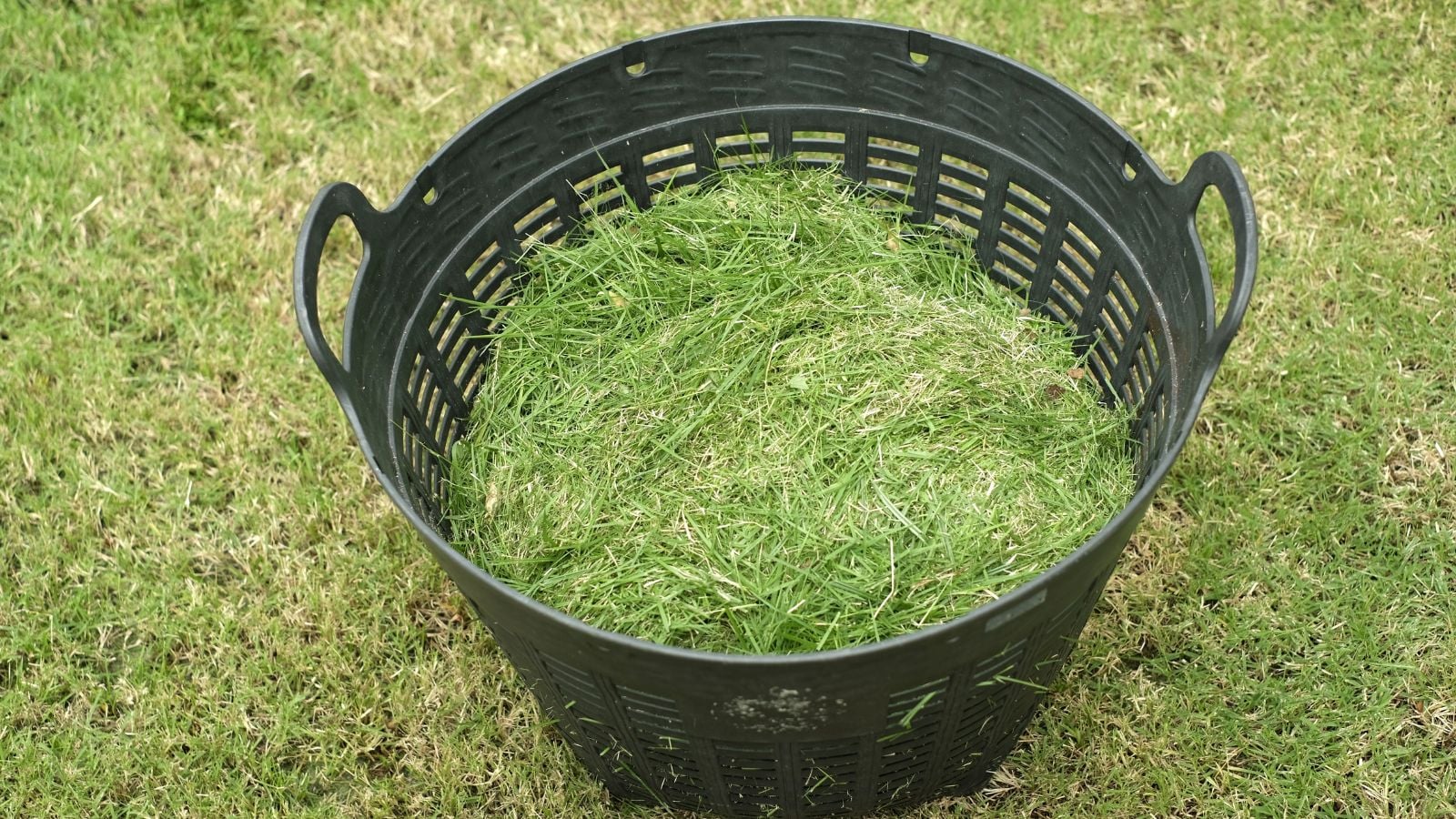 An overhead and close-up shot of a black colored basket filled with freshly cut grass clippings, situated in a well lit area outdoors