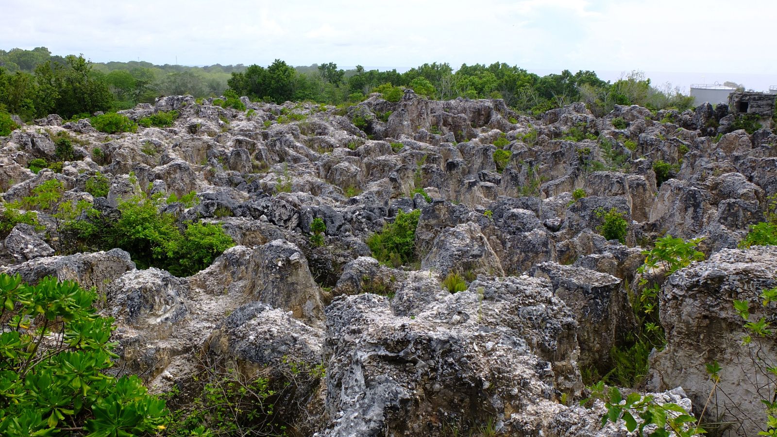 Area in the wild with Rock Phosphate, appearing to form rocky hills with scattered green patches of foliage