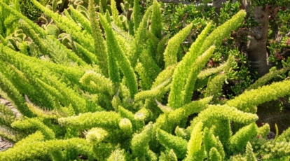 Asparagus densiflorus plant generously growing in seemingly warm conditions under abundant sunlight