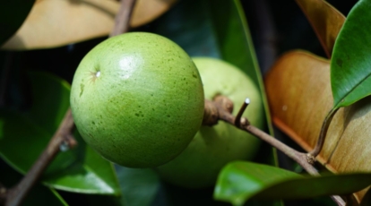 Chrysophyllum cainito yields produce with light green hue and deep-colored leaves attached to brown stems that look healthy and sturdy
