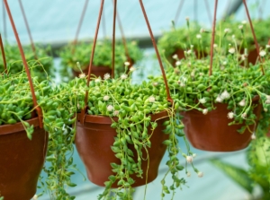 Caring for String of Pearls
