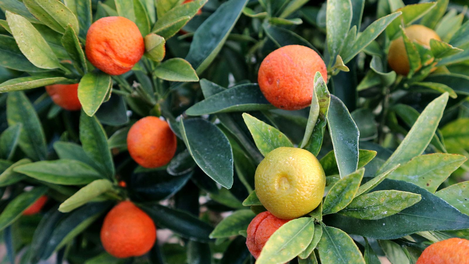 A close-up shot of several round fruits of the Fukushu variety of fruit-bearing plant