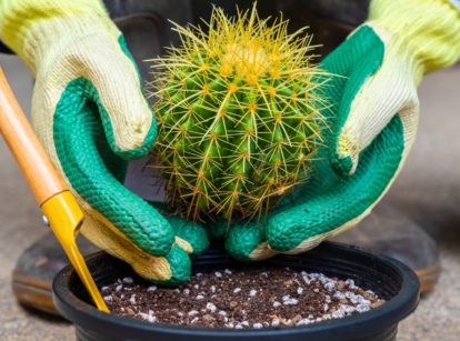 How to make Cactus Soil