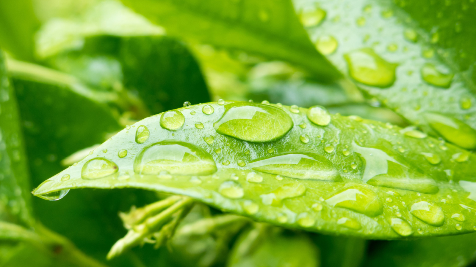A close up shot of the very green leaves of Star Jasmine covered in drops after rain