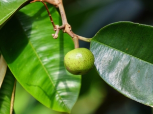 Brightly colored star apple fruit handing on a deep brown stem surrounded by smooth and wide leaves with deep green hue