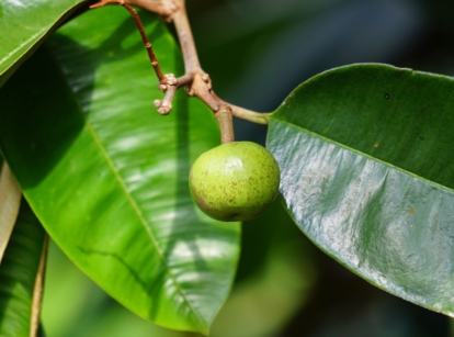 Brightly colored star apple fruit handing on a deep brown stem surrounded by smooth and wide leaves with deep green hue