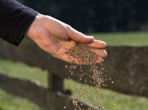 Someone wearing black long sleeves sprinkling bone meal fertilizer on an area