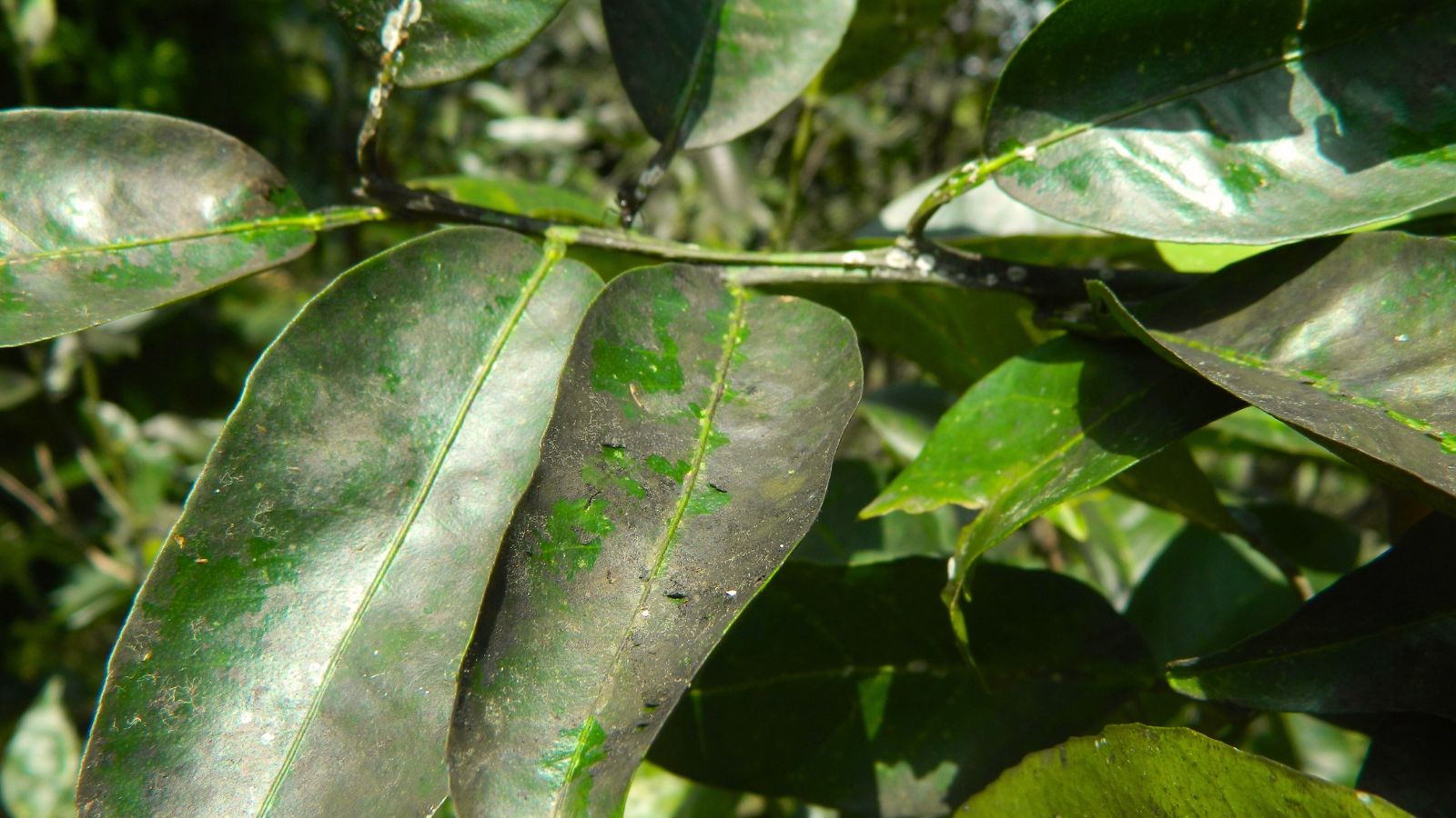 A close-up shot of leaves affected with sooty mold, showcasing the dark patches on the leaves