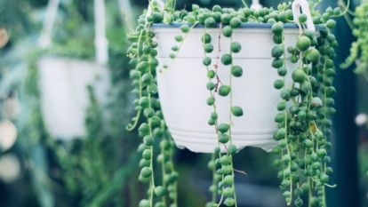 String of Pearls Succulent