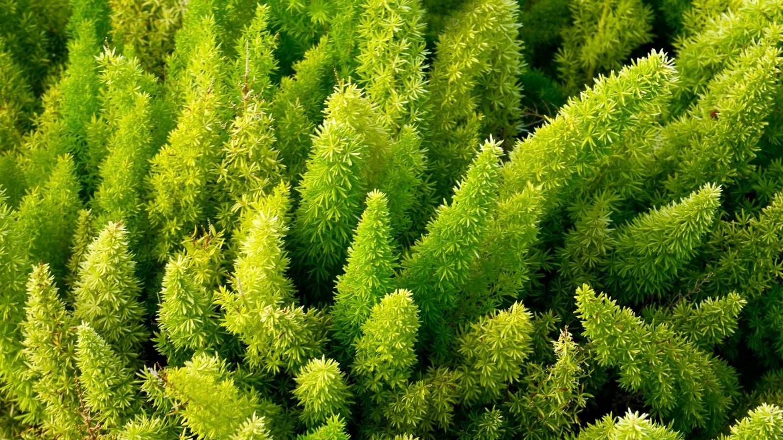 A close-up shot of a plant with vividly colored leaves appearing bright light green with spiky forms pointing upward while receiving sunlight