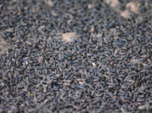A close up of bat guano fertilizer ready to use in the garden.