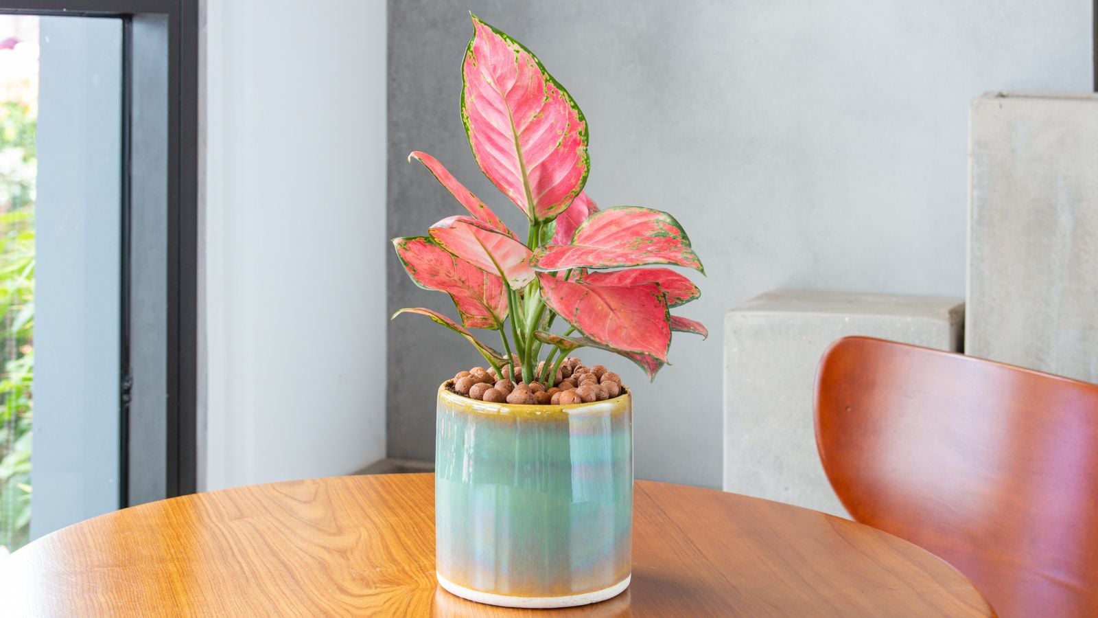A close-up shot of a composition of vibrant red-pink colored leaves placed on a small pot, featuring aglaonema varieties