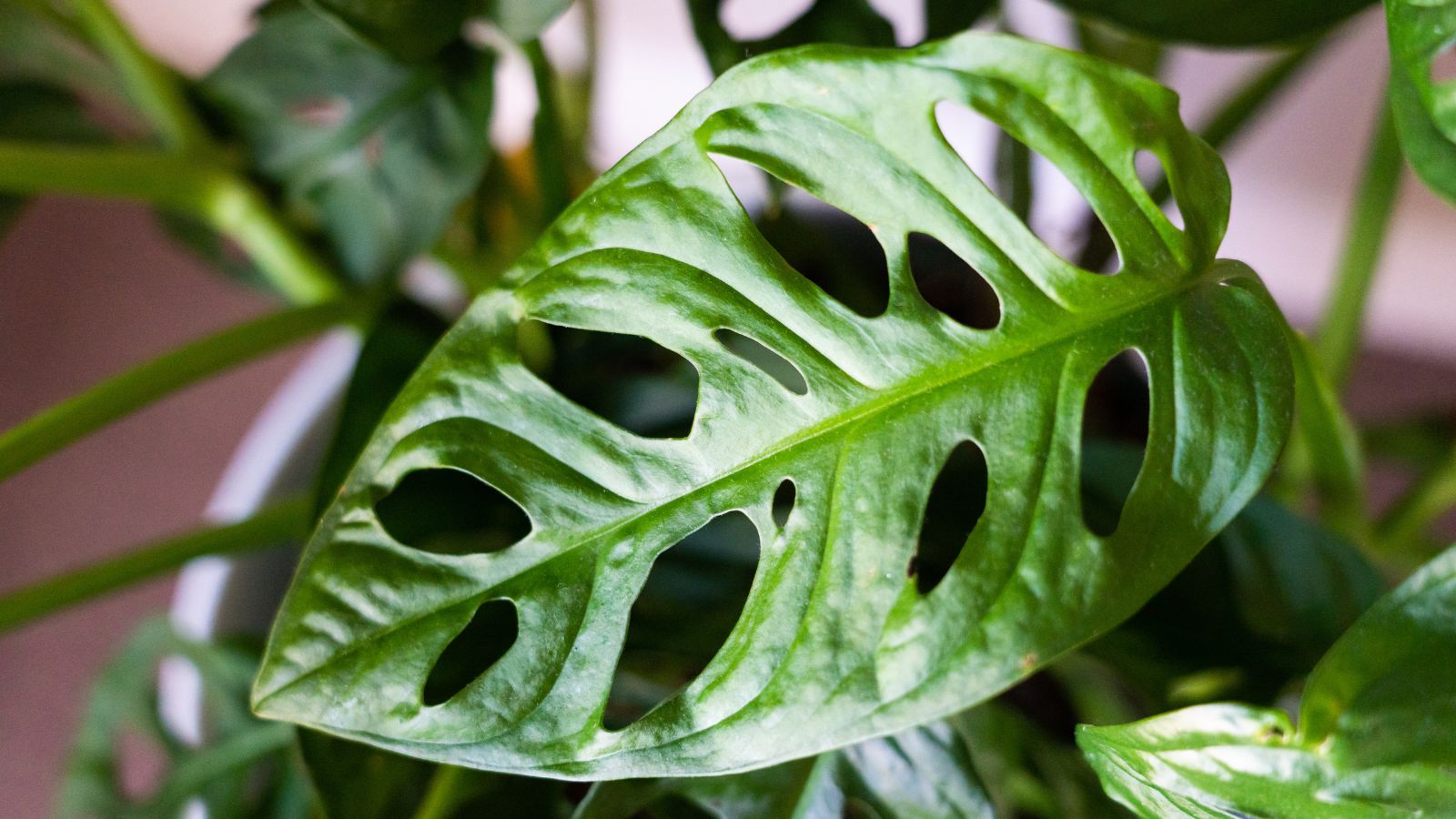 A close-up shot of a houseplant showcasing its glossy green leaves with holes