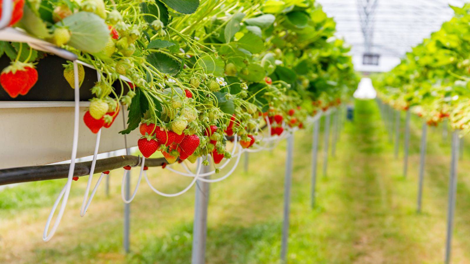 A close-up shot of a large composition of developing red fruits in a soilless environment