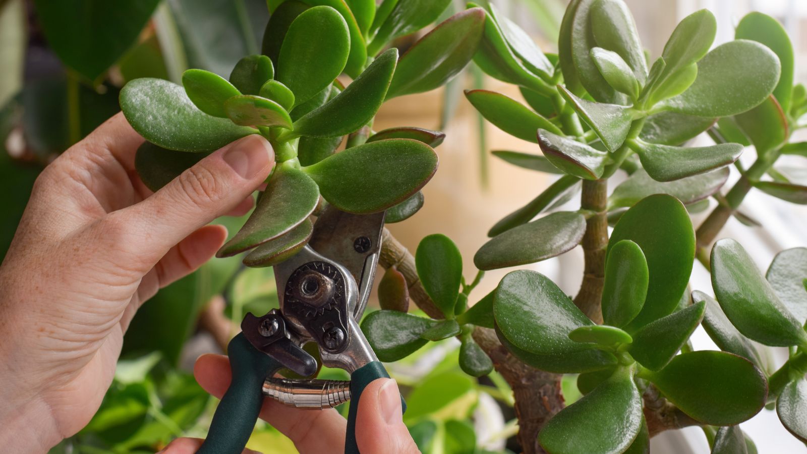 A close-up shot of a person in the process of trimming a succulent in a well lit area indoors