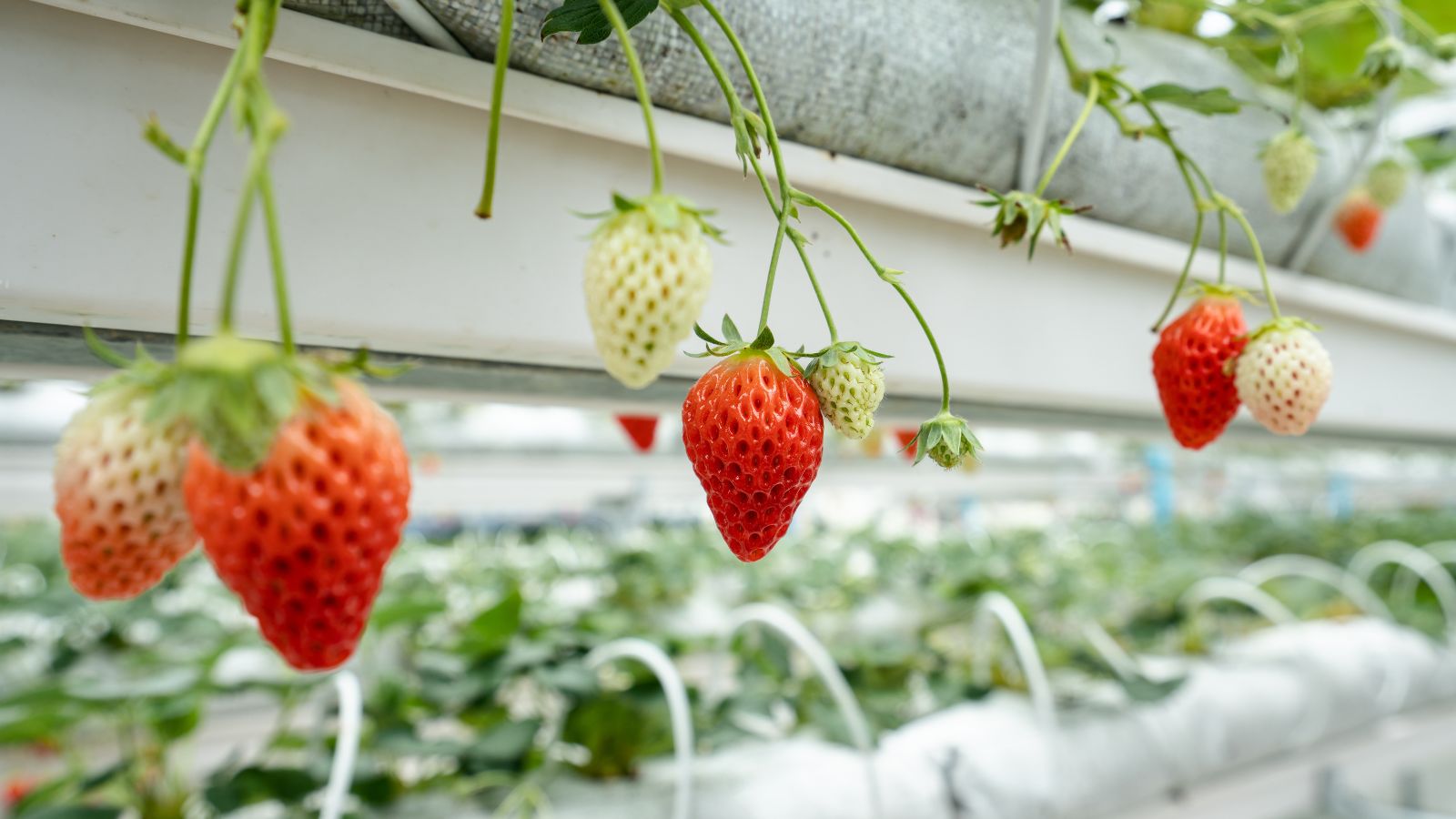 A close-up shot of several ripe, red fruits, developing in a soilless container