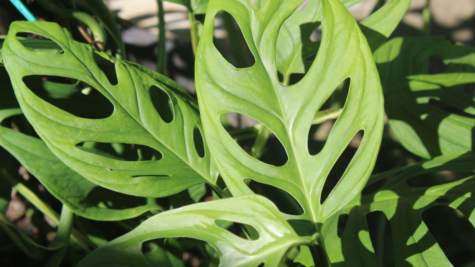 A close-up shot of the leaves of a houseplant showcasing its holes and is basking in bright sunlight outdoors