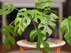 A close-up shot of the rhaphidophora tetrasperma houseplant