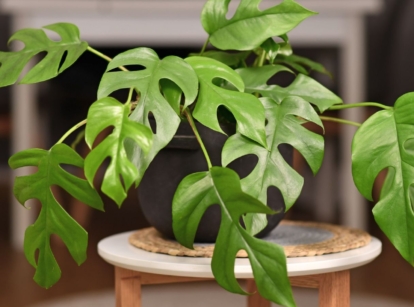 A close-up shot of the rhaphidophora tetrasperma houseplant