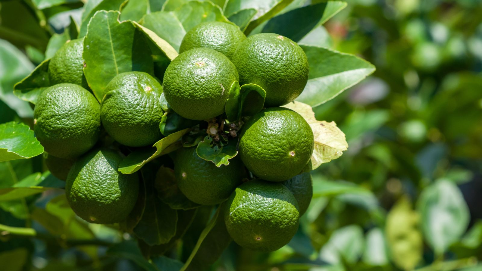A lovely sprig of Citrus aurantifolia  fruits with bright green skin and foliage, appearing to have green blurry plants in the background
