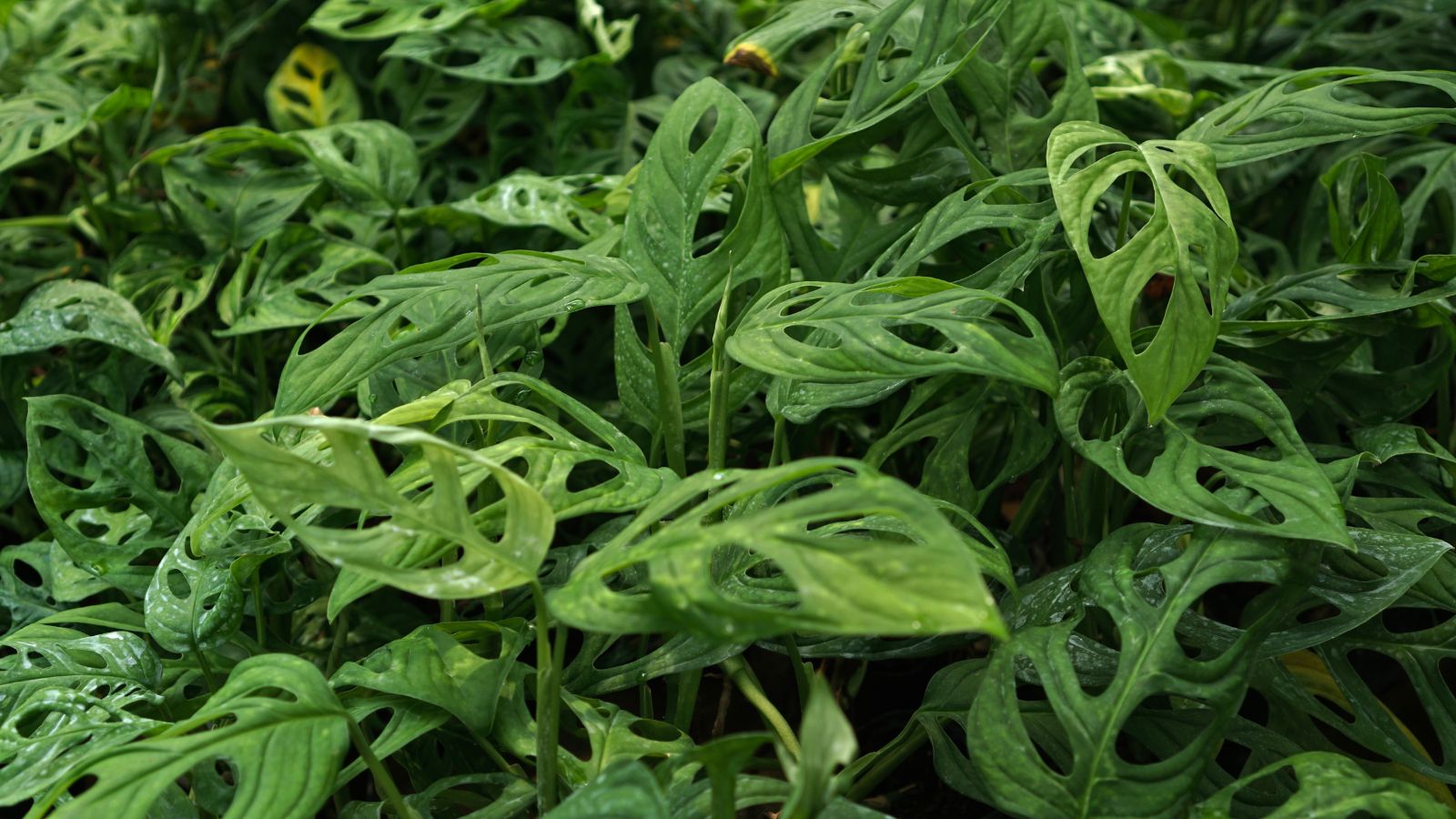 A shot of a composition of houseplants showcasing its leaves with holes along with the same foliage in the background