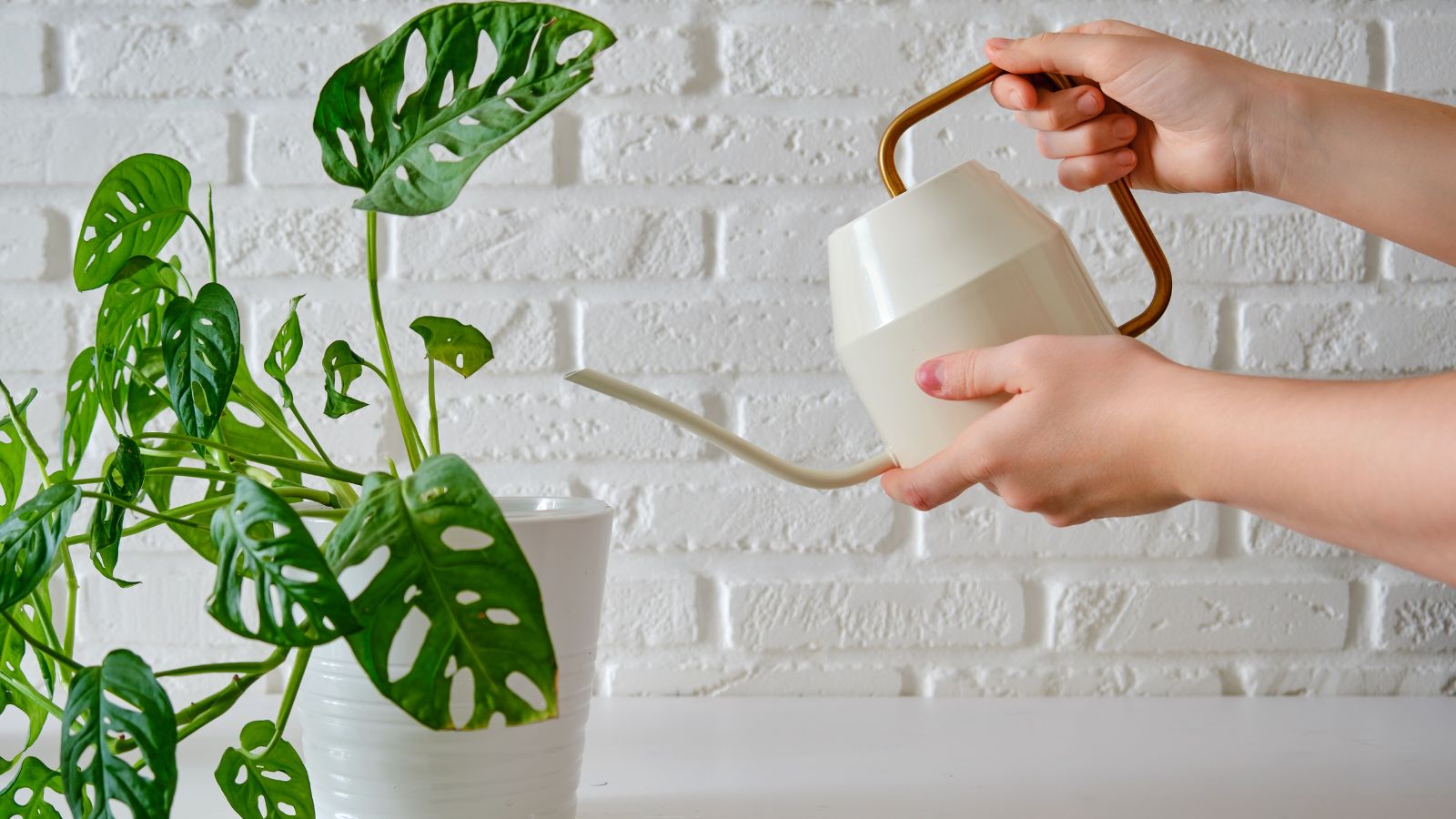 A shot of a person using a watering can to water a houseplant that is placed in a white pot in a well lit area indoors