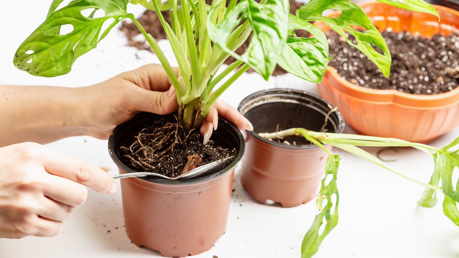 A shot of a person in the process of repotting a houseplant in a well lit area indoors