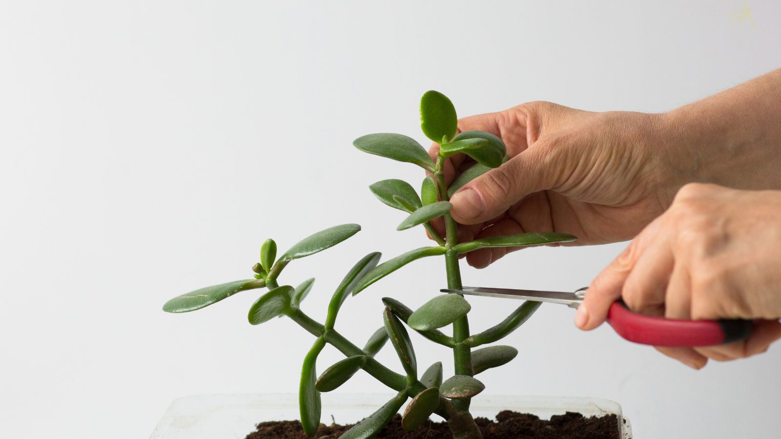 A shot of a person's hand in the process of trimming of a stem of a houseplant