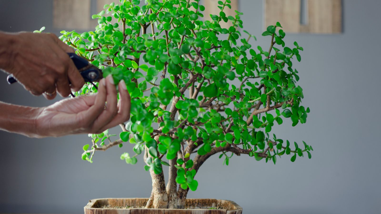 A shot of a person trimming and shaping a succulent in a well lit area indoors