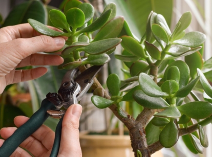 A shot of a person using a hand shear, in the process of Jade plant pruning