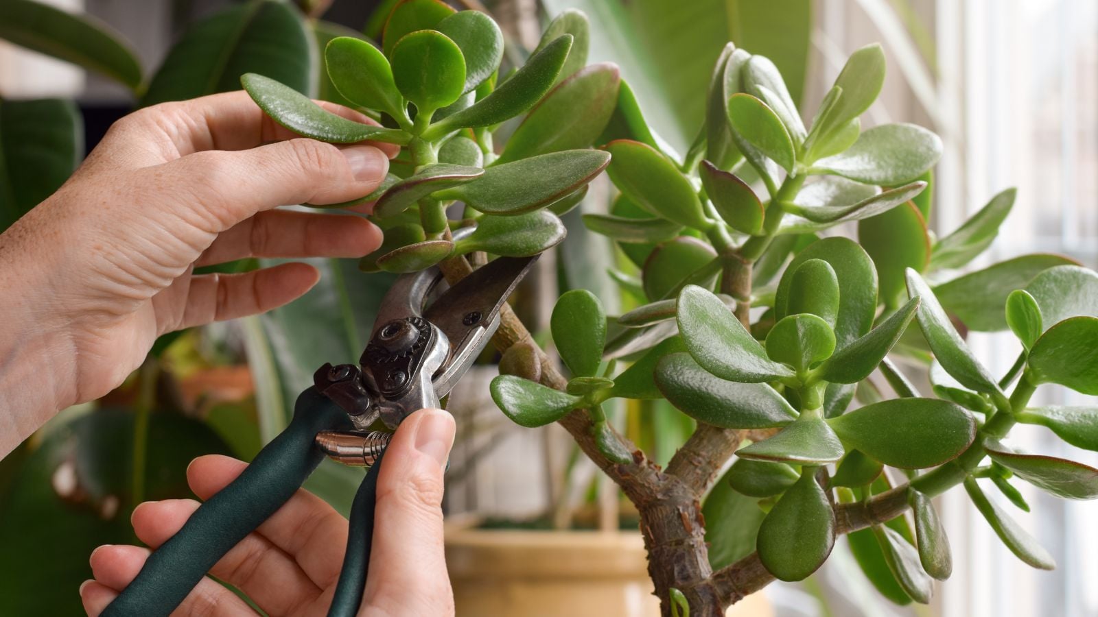 A shot of a person using a hand shear, in the process of Jade plant pruning