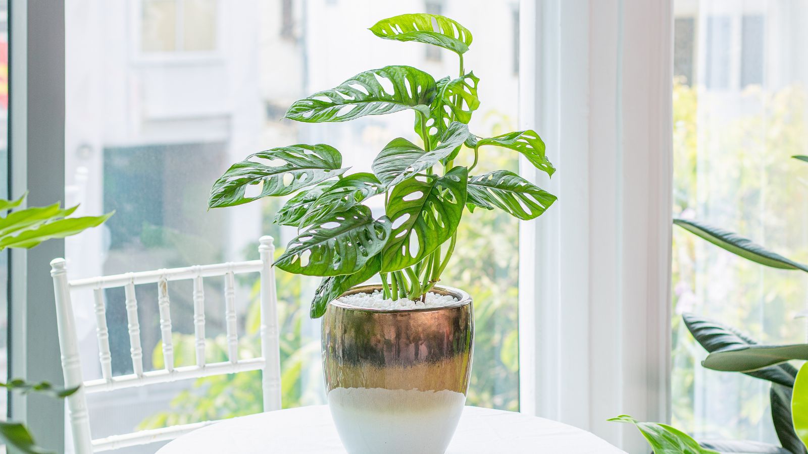 A shot of a potted houseplant near a window in a well lit area indoors