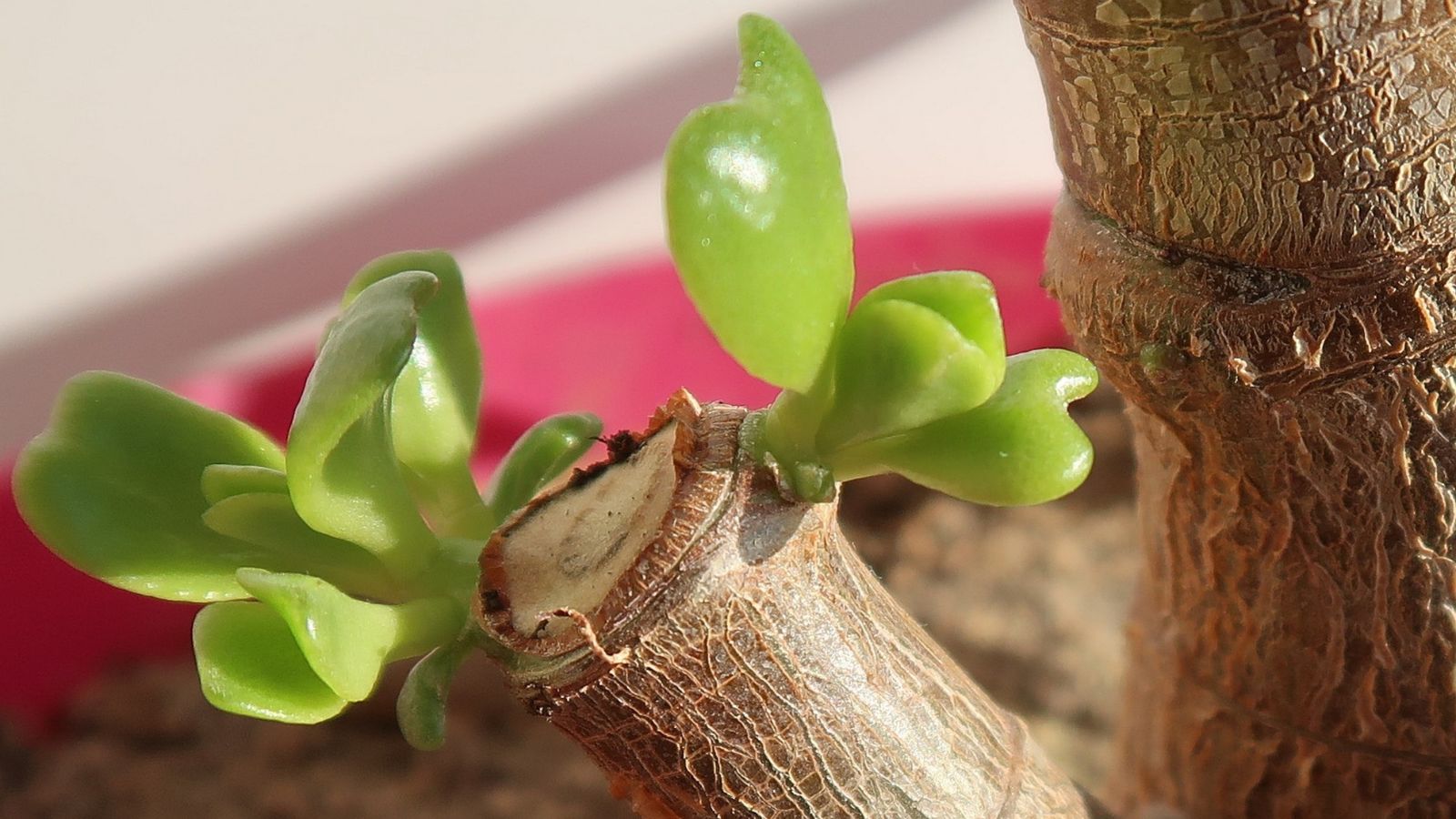 A shot of developing leaves on a branch of a succulent in a well lit area indoors