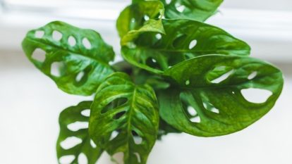 An overhead and close-up shot of a developing houseplant that is placed in a pot near a window indoors