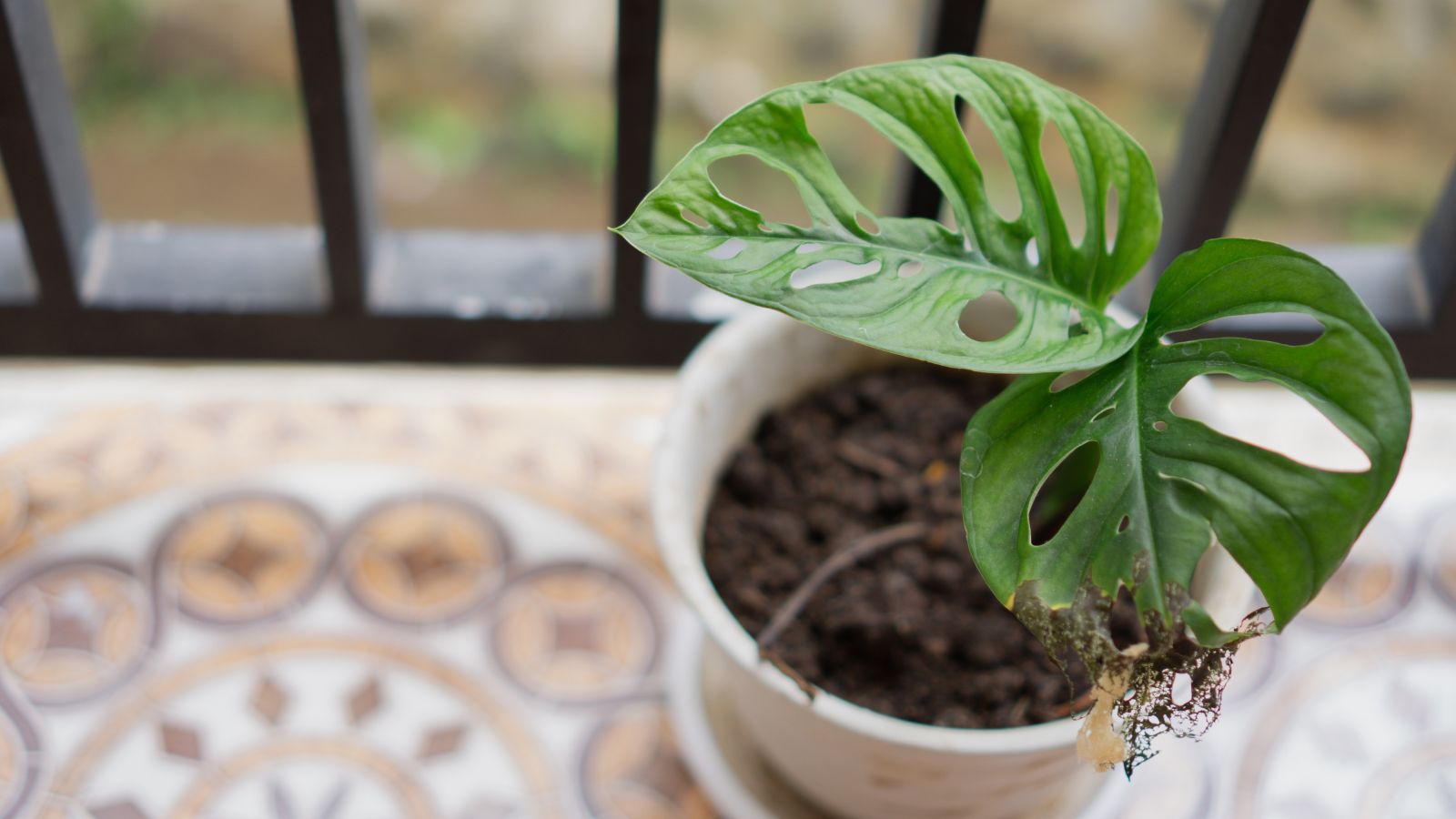 An overhead shot of a houseplant that is placed in a white pot with the plant showing partial wilting