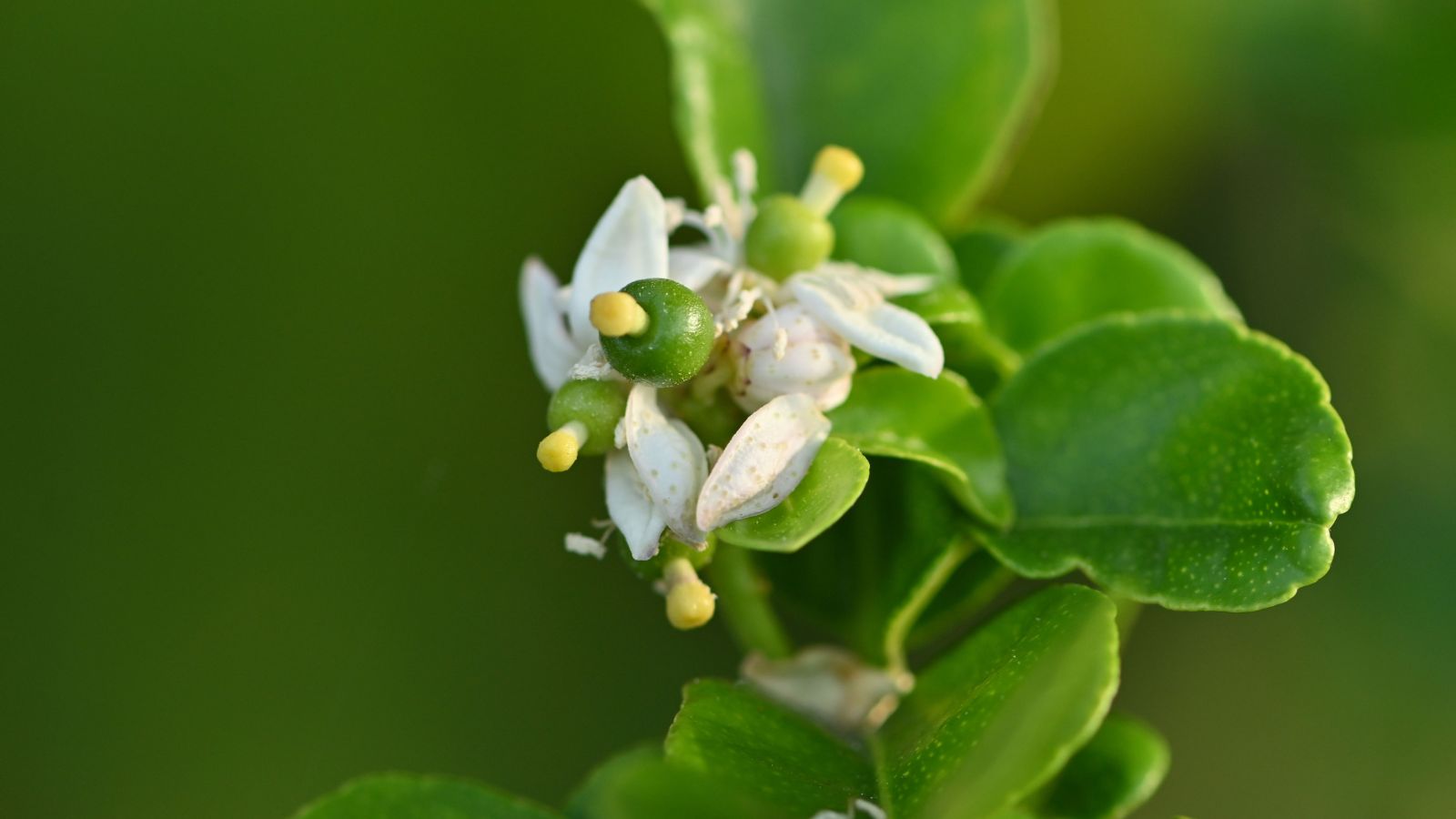 A closeup shot of a Citrus aurantifolia flower with white dainty petals surrounded by waxy green leaves