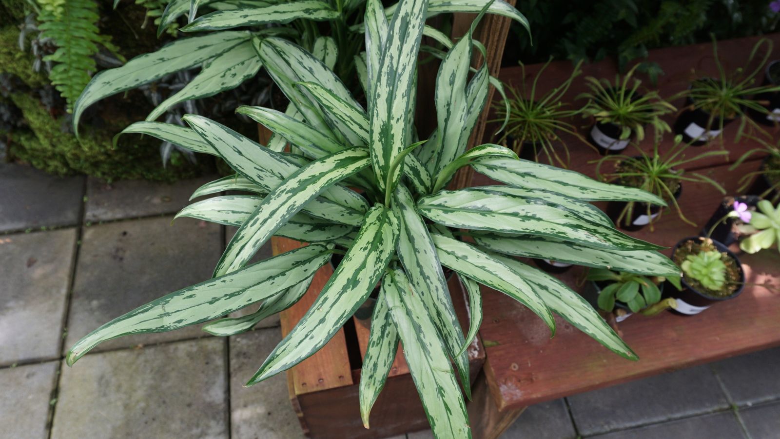 An overhead and close-up shot of a small composition of slender variegated leaves of the Cutlass variety of houseplants