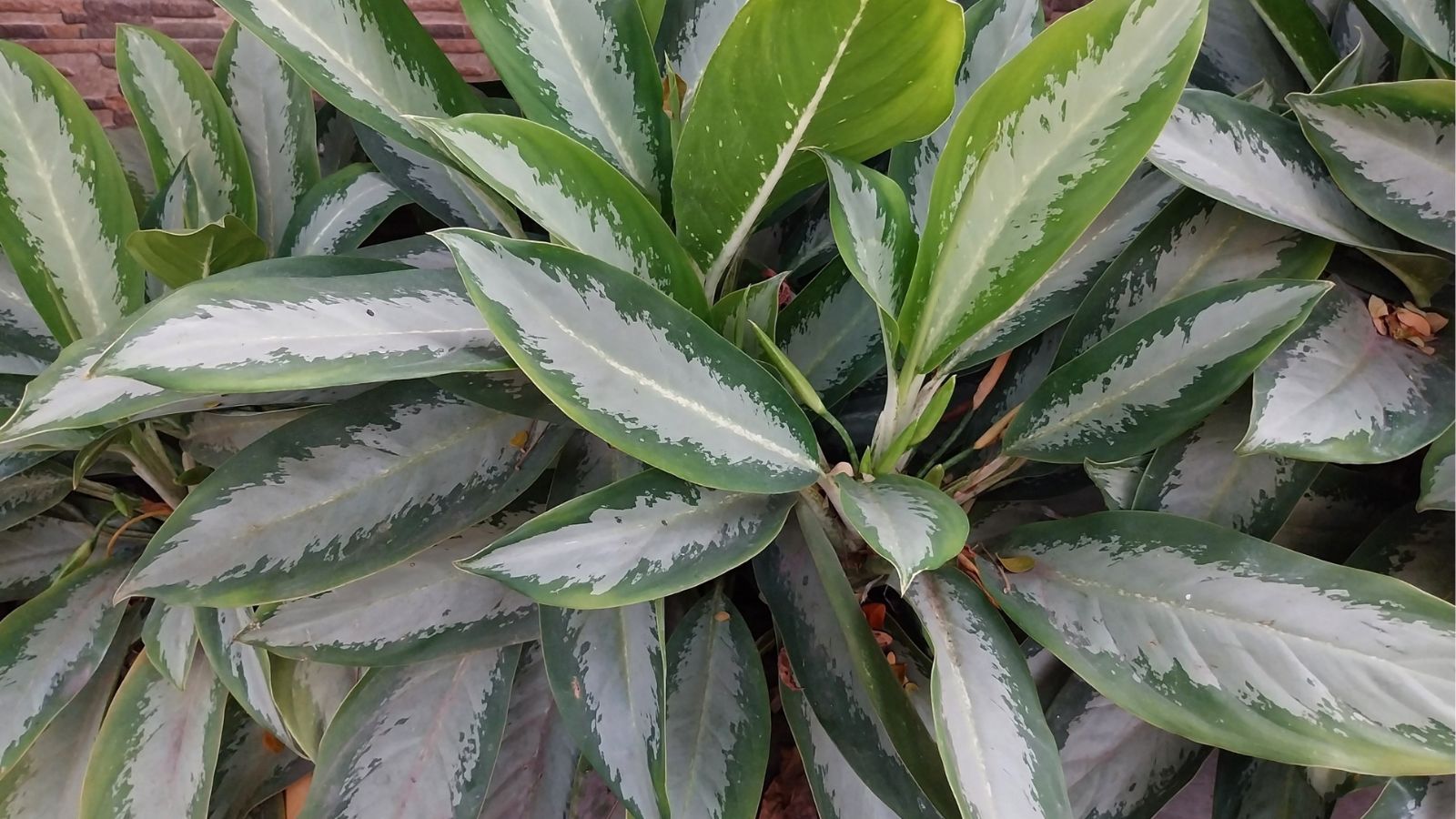 A close-up and overhead shot of a composition of large silvery grey-green colored leaves of the Emerald bay variety of houseplant, placed on a well lit area outdoors