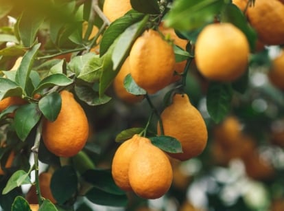A close up shot of the fruit attached to a Meyer lemon tree care appearing to be surrounded with deep green leaves under the warm sunlight