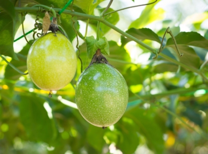 Two brightly colored pieces of passion fruit attached to the vine dangling from high with countless leaves and other fruits receiving light under the sun
