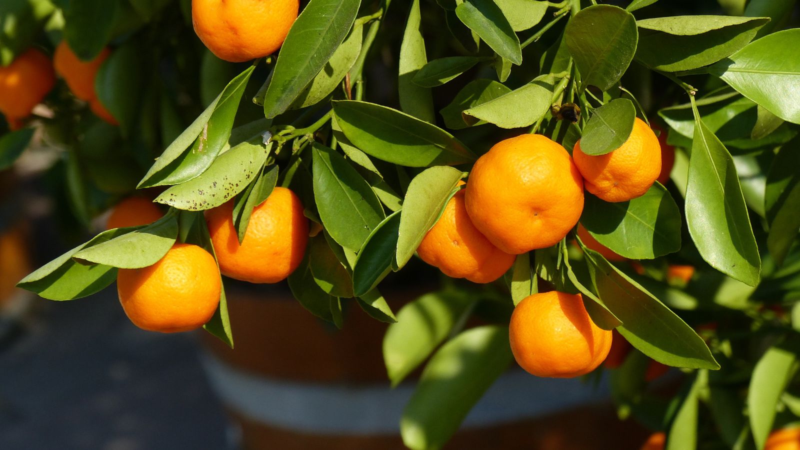 A close-up and overhead shot of orange fruits and green leaves of a plant in a well lit area outdoors